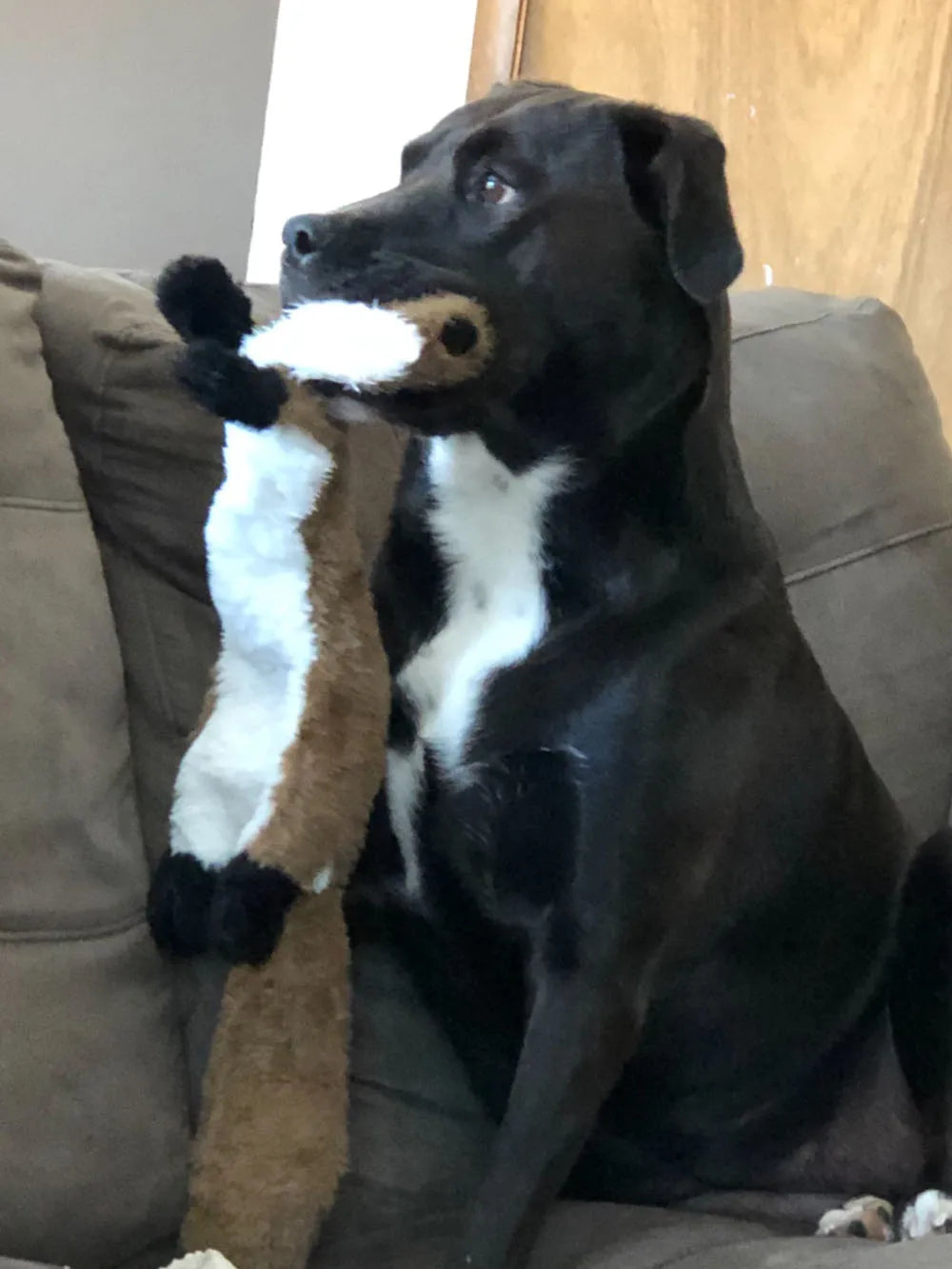 The Sausage Stuffless – Crinkle & Squeak Plush for Big Dogs